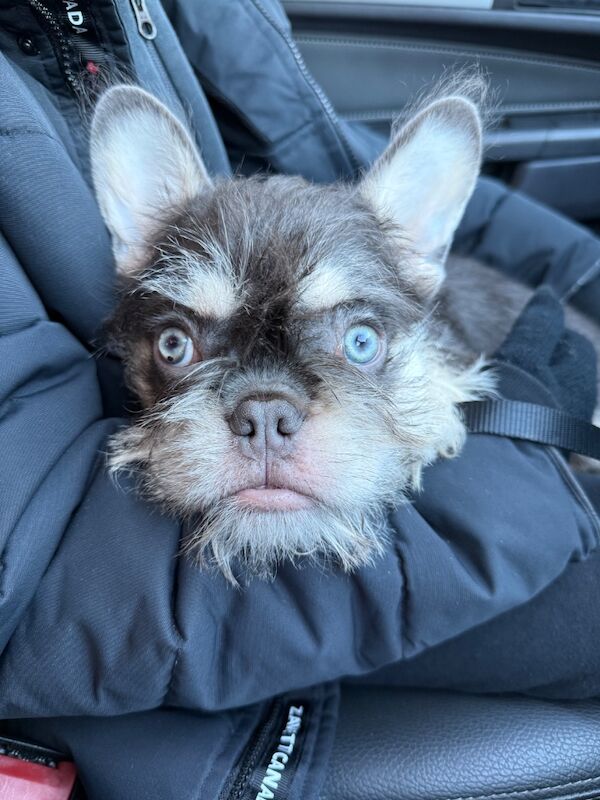 Wire haired frenchie - Image 4 of 6