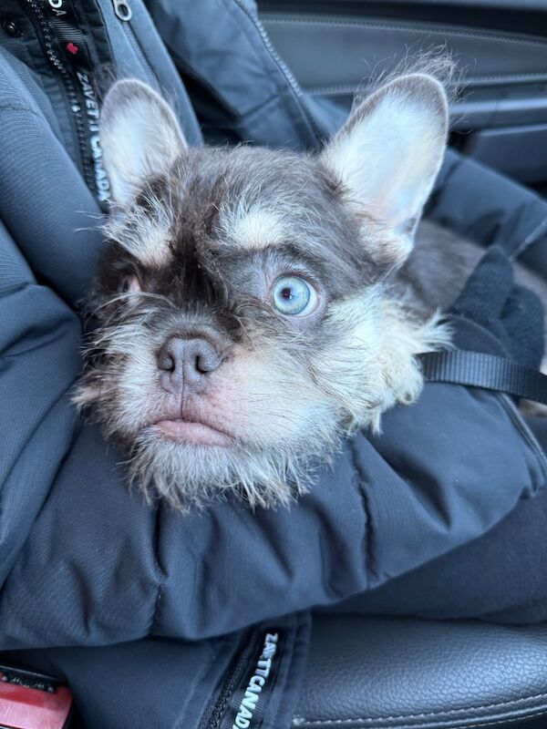 Wire haired frenchie - Image 5 of 6