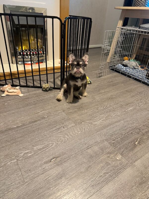 Wire haired frenchie - Image 6 of 6