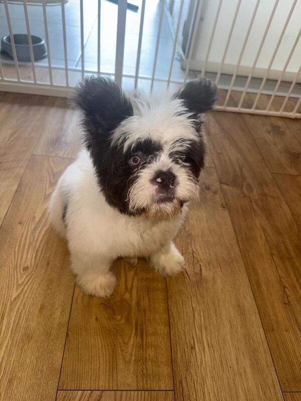 Woody – Beautiful Floodle Puppy Looking For His Forever Home