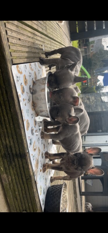 French Bulldog Puppies For Sale Under £1,000