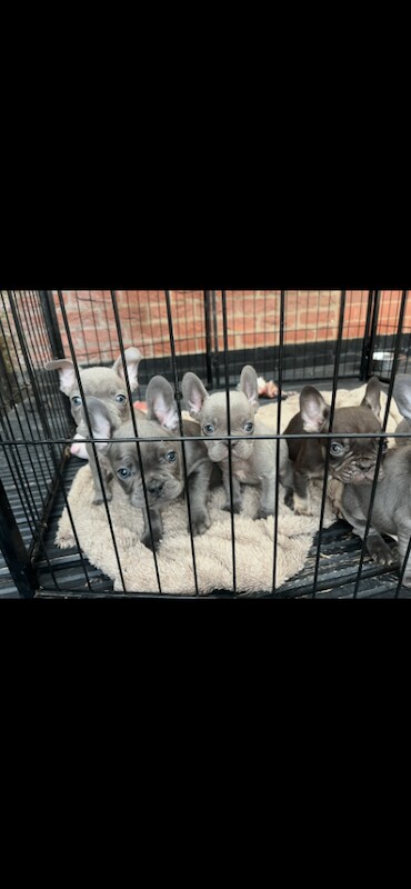 X4 left ready to go - Image 2 of 6