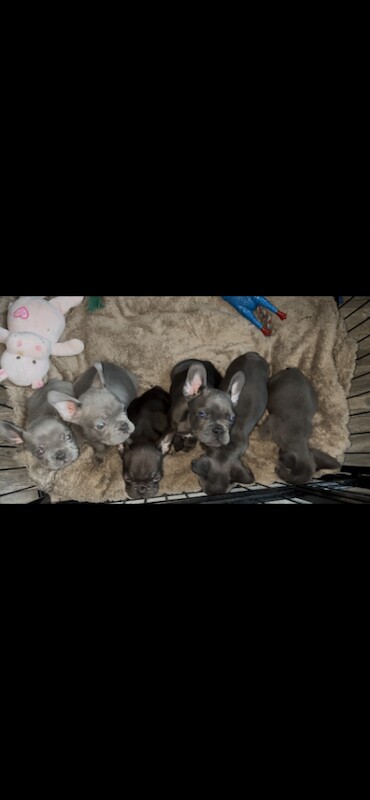 X4 left ready to go - Image 3 of 6