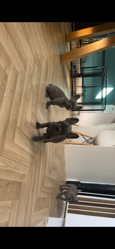 X4 left ready to go - Image 5 of 6