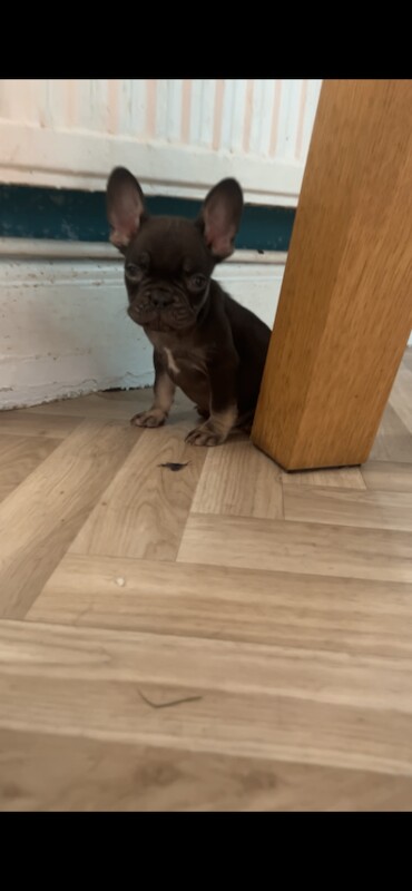 X4 left ready to go - Image 6 of 6