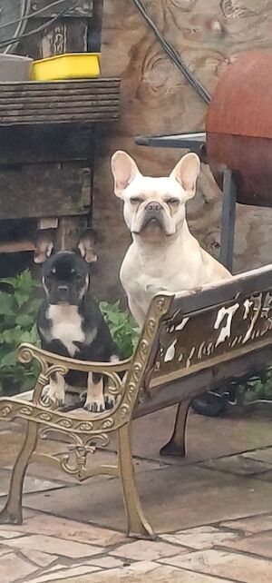 Jodie - Licensed Frenchie Breeder