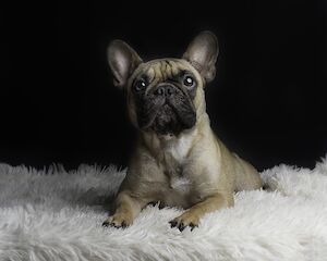 Sandra