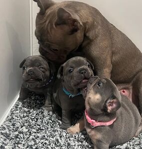 GKM - Licensed Frenchie Breeder