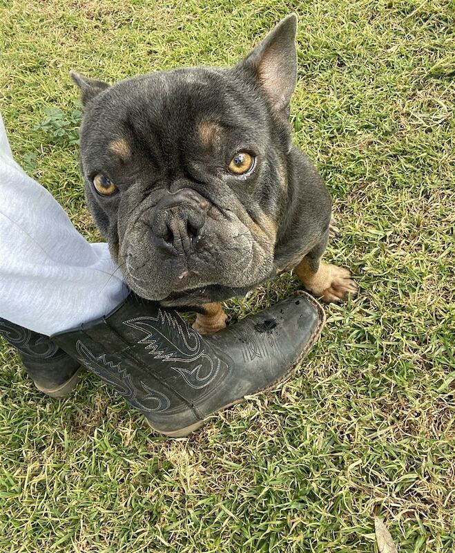 owen mask - Frenchie breeder