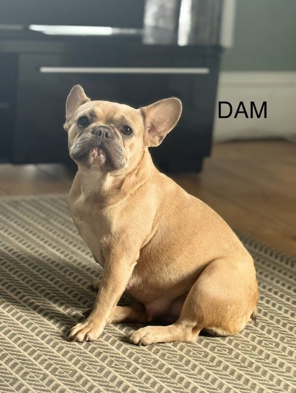 alix crossland  - Frenchie Breeder in Doncaster, South Yorkshire  - Image 1