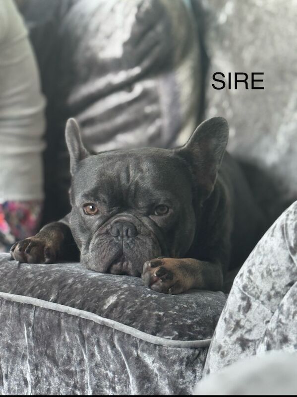 alix crossland  - Frenchie Breeder in Doncaster, South Yorkshire  - Image 2