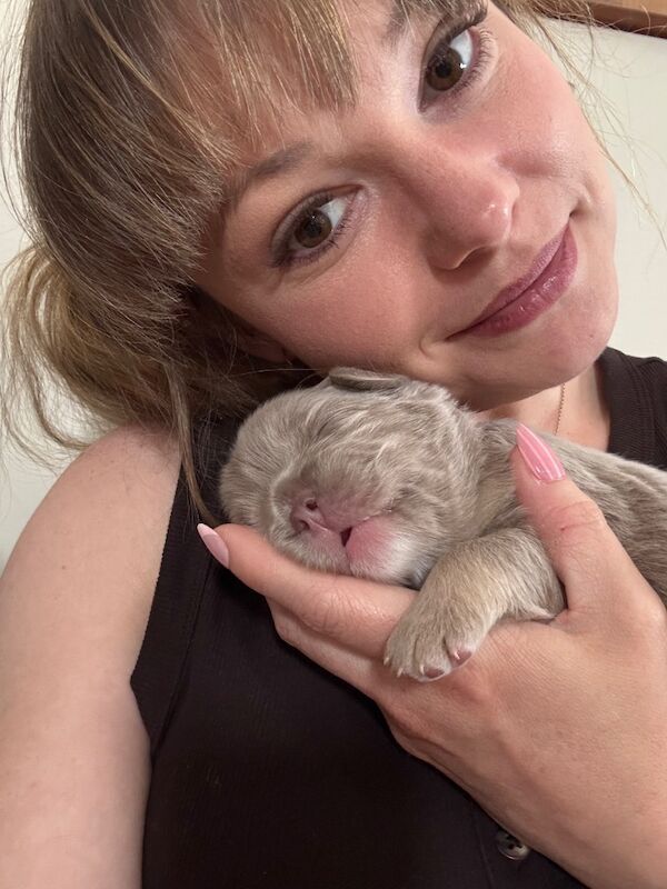 Charlotte Peake - Frenchie Breeder in Paddock Wood, Kent  - Image 2