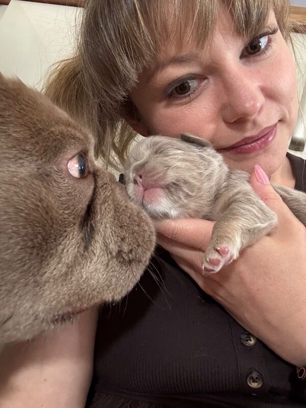Charlotte Peake - Frenchie Breeder in Paddock Wood, Kent  - Image 3