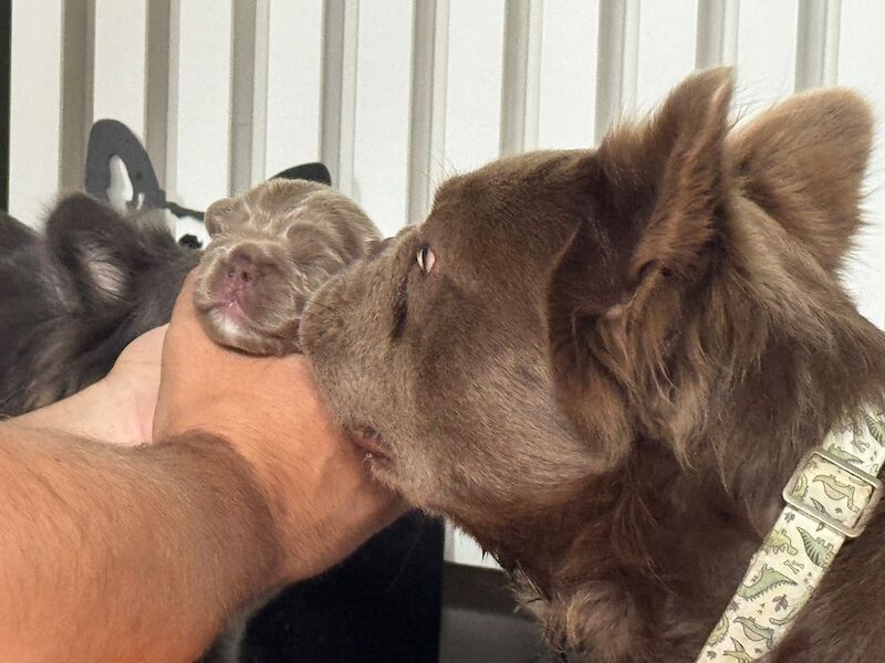 Charlotte Peake - Frenchie Breeder in Paddock Wood, Kent  - Image 4