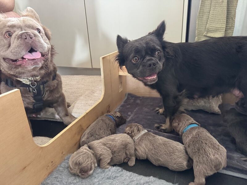 Charlotte Peake - Frenchie Breeder in Paddock Wood, Kent  - Image 5