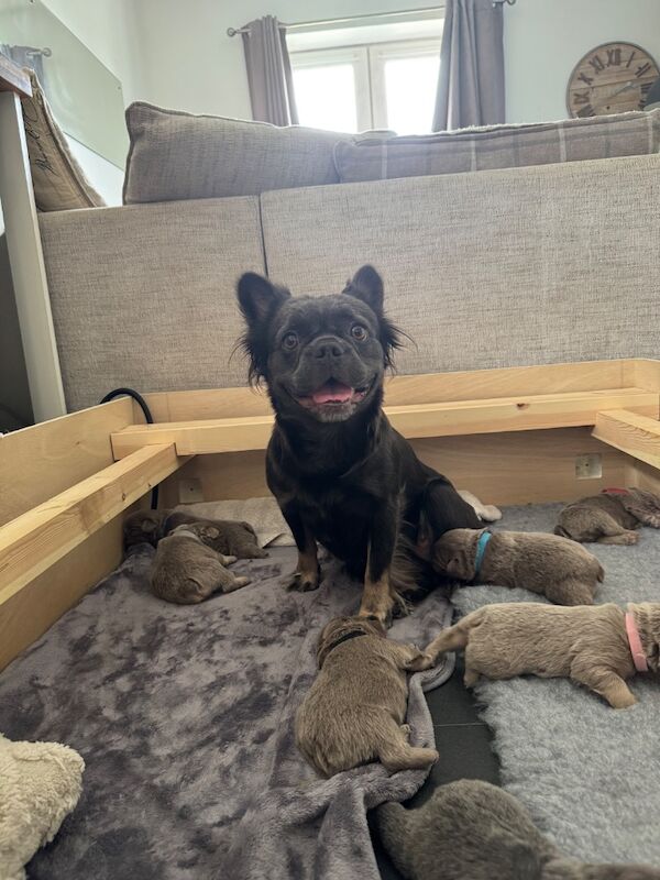 Charlotte Peake - Frenchie Breeder in Paddock Wood, Kent  on Frenchie Owners - Image 6