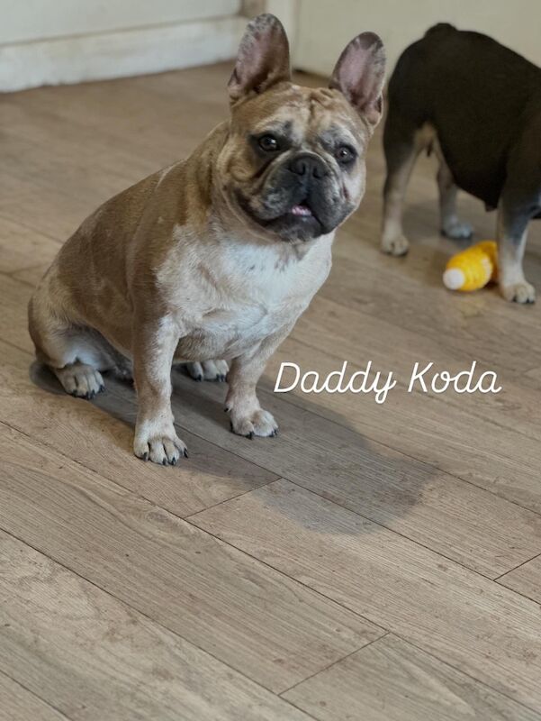 Donna - Private Seller on Frenchie Owners - Image 2
