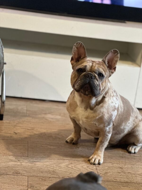 Donna - Private Seller on Frenchie Owners - Image 3