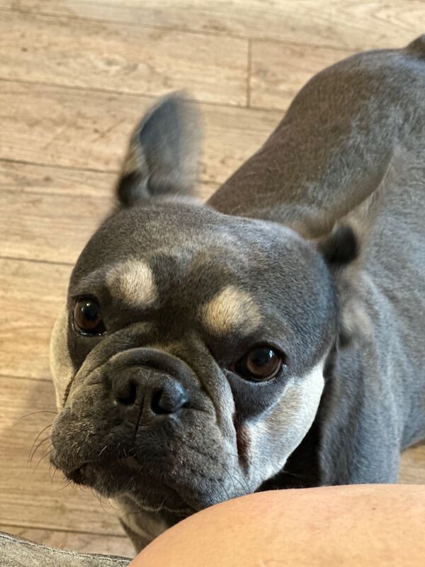 Donna - Private Seller on Frenchie Owners - Image 4