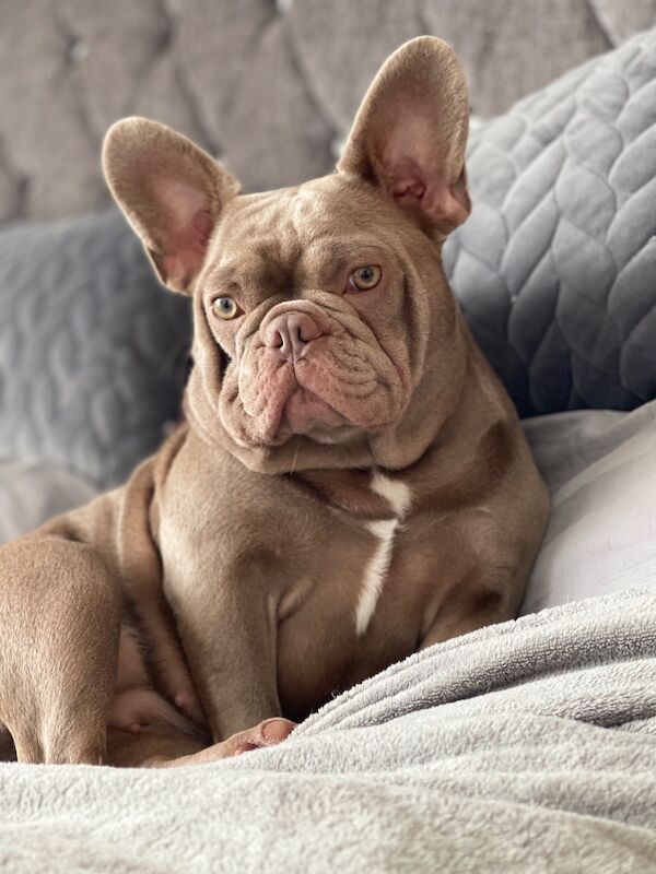 Gosia Lewicka - Frenchie Breeder in Aylesbury, Buckinghamshire  on Frenchie Owners - Image 1