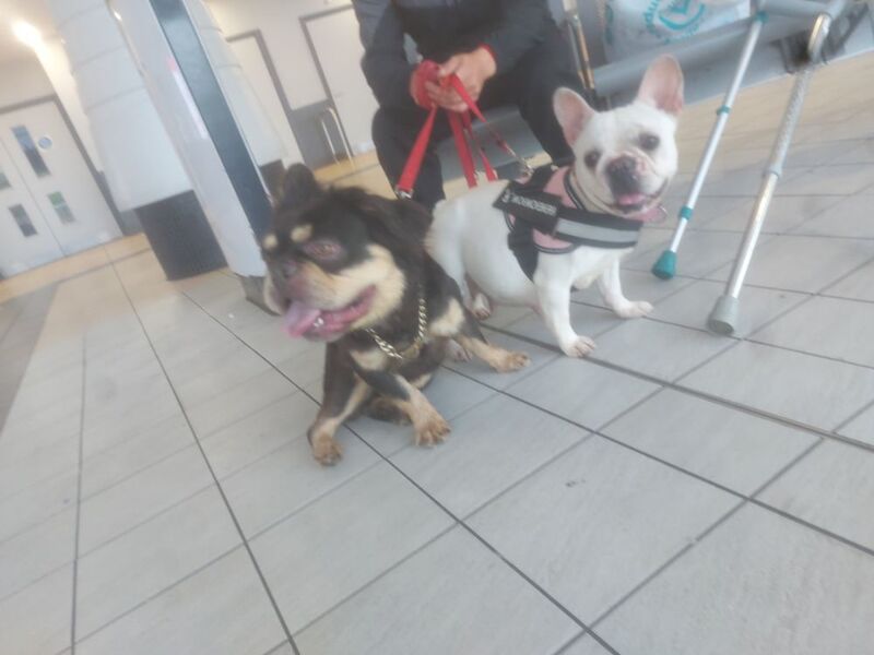 Jodie - Private Seller on Frenchie Owners - Image 1