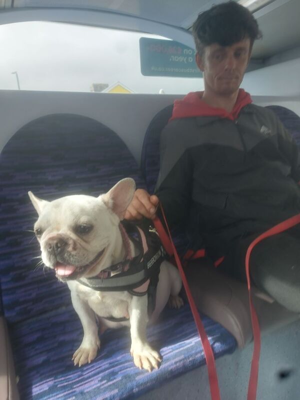 Jodie - Private Seller on Frenchie Owners - Image 2