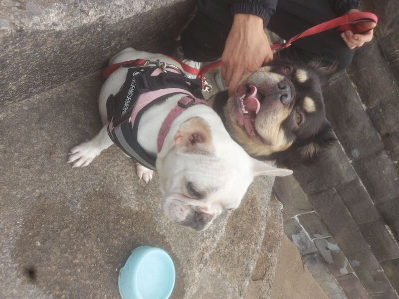 Jodie - Private Seller on Frenchie Owners - Image 4