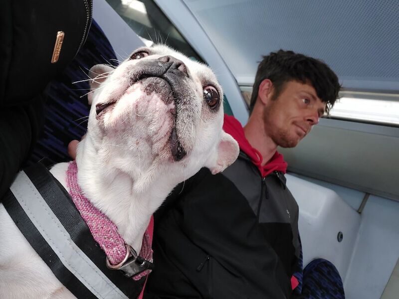 Jodie - Private Seller on Frenchie Owners - Image 5
