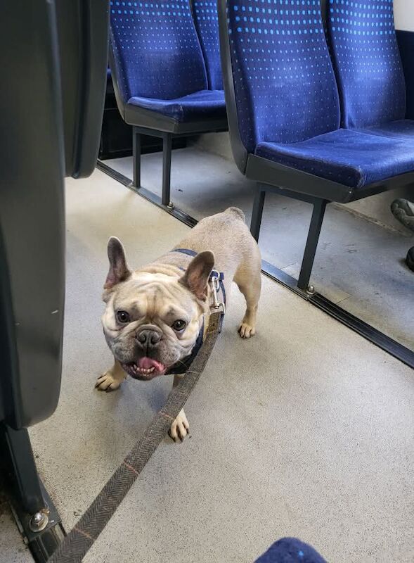 Karmain  - Private Seller in Poynton, Cheshire  on Frenchie Owners - Image 1