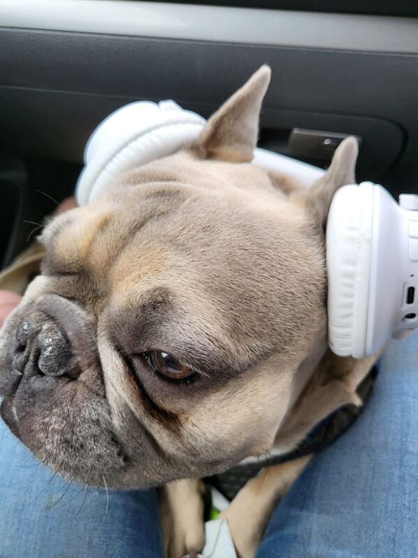 Karmain  - Private Seller in Poynton, Cheshire  on Frenchie Owners - Image 2