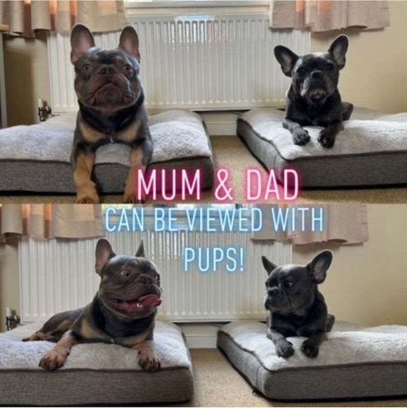 Lee Smith - Private Seller on Frenchie Owners - Image 1