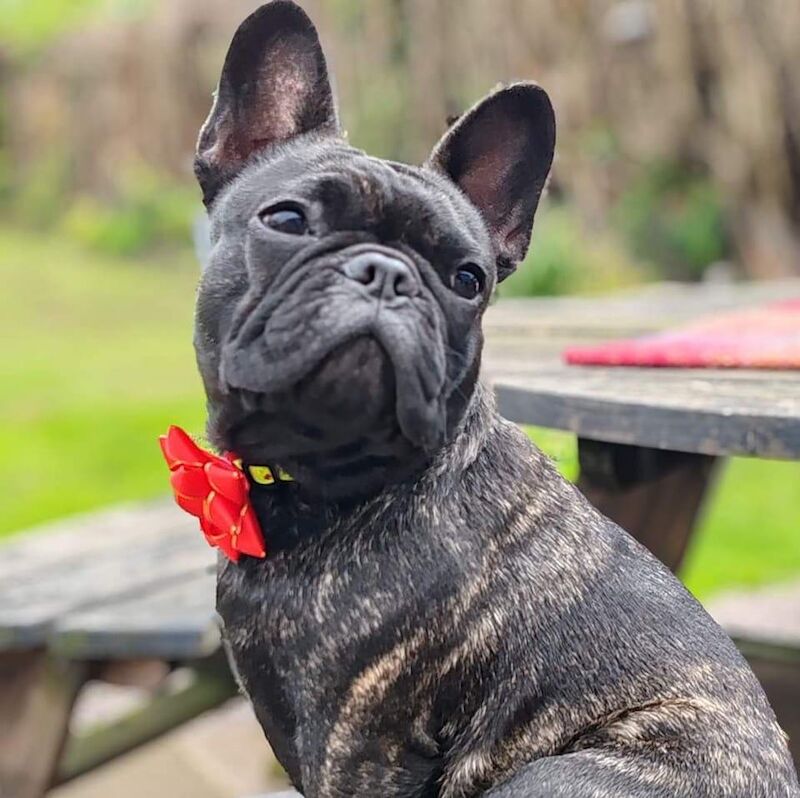 Lesley Ann - Private Seller on Frenchie Owners - Image 1