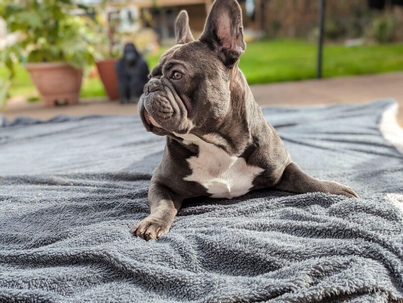 Lesley Ann - Private Seller on Frenchie Owners - Image 2