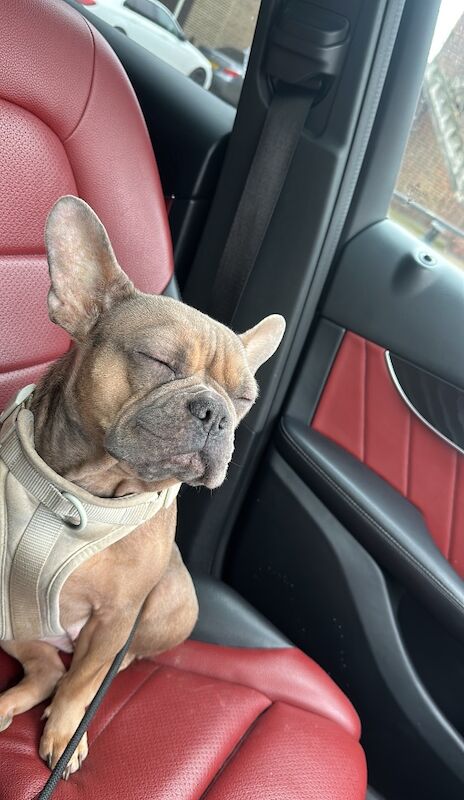 Madeleine bear - Private Seller on Frenchie Owners - Image 1