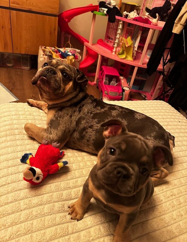 Madeleine bear - Private Seller on Frenchie Owners - Image 2